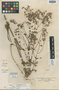 Cacalia sonchifolia image