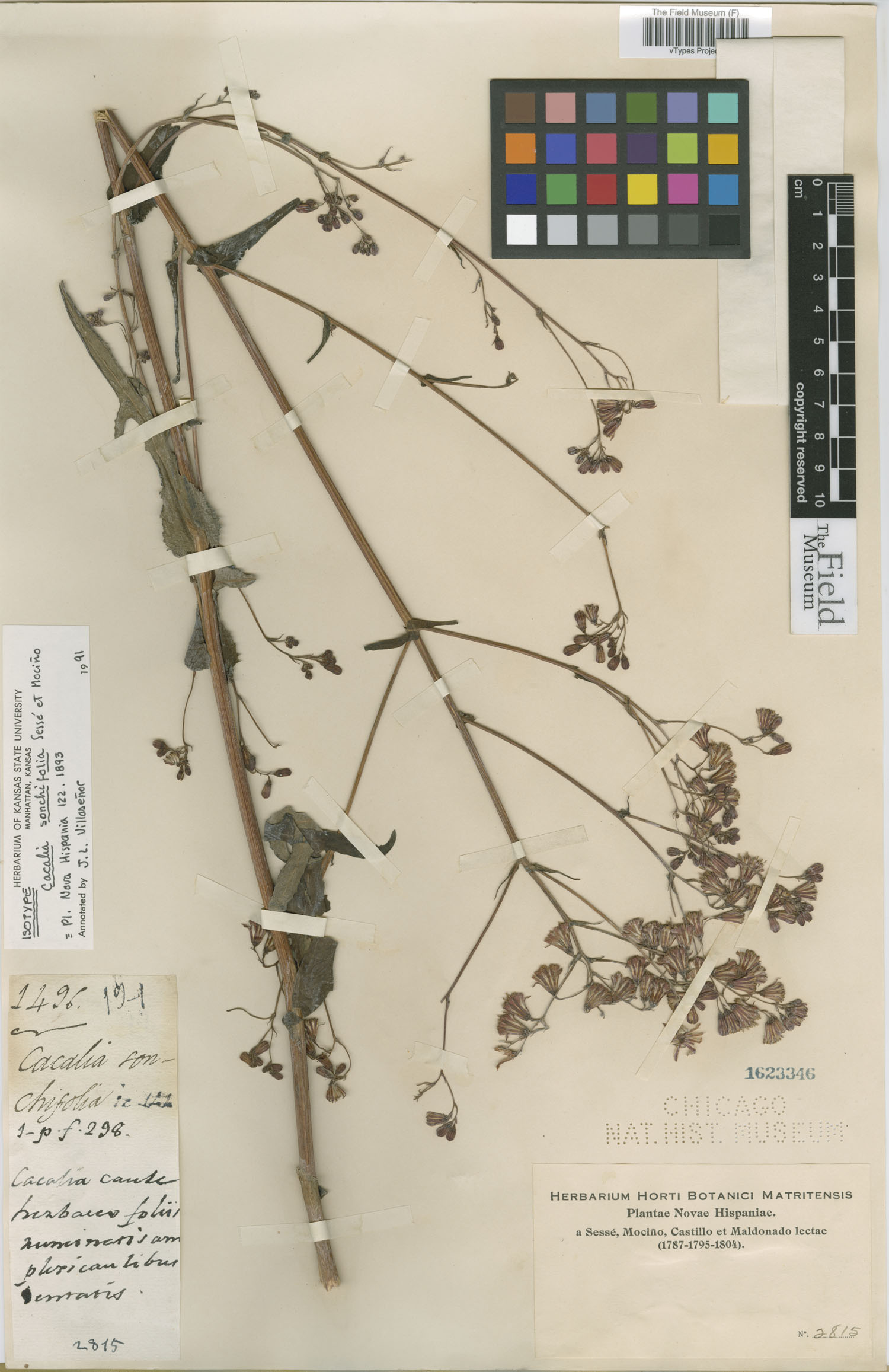 Cacalia sonchifolia image