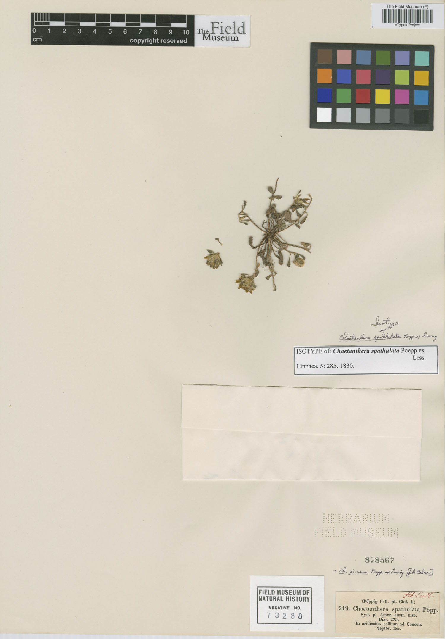 Chaetanthera spathulata image