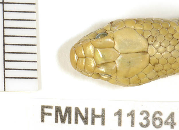 Eirenis coronella