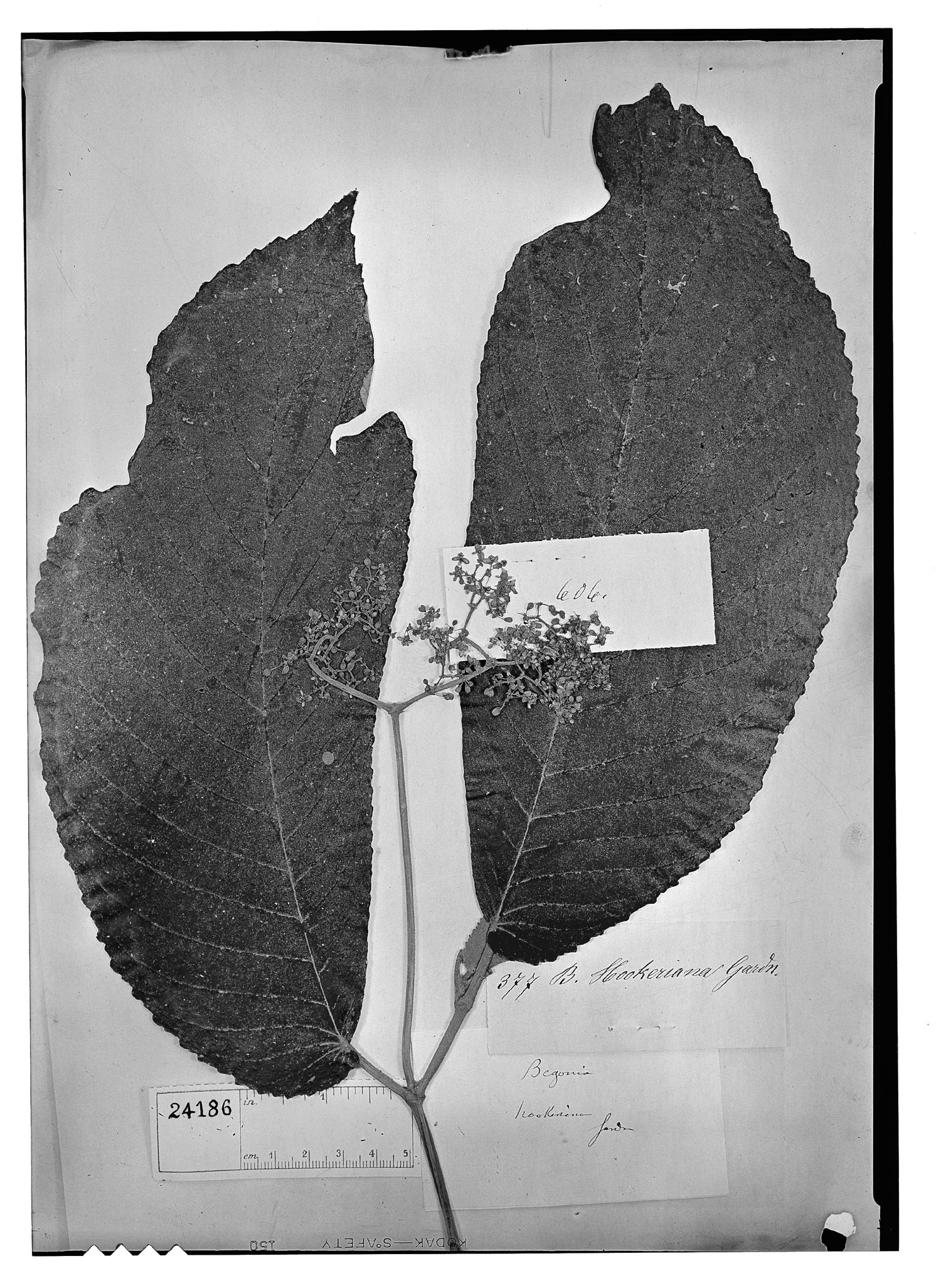 Begonia hookeriana image