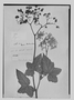 Begonia rufa image