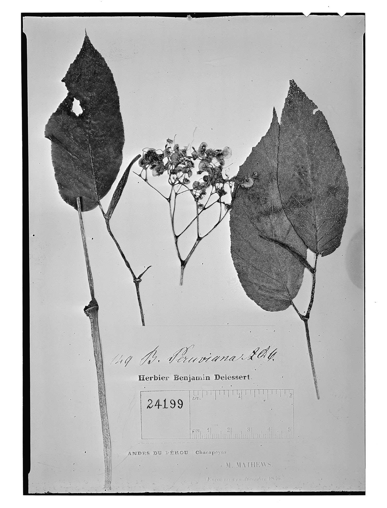 Begonia peruviana image