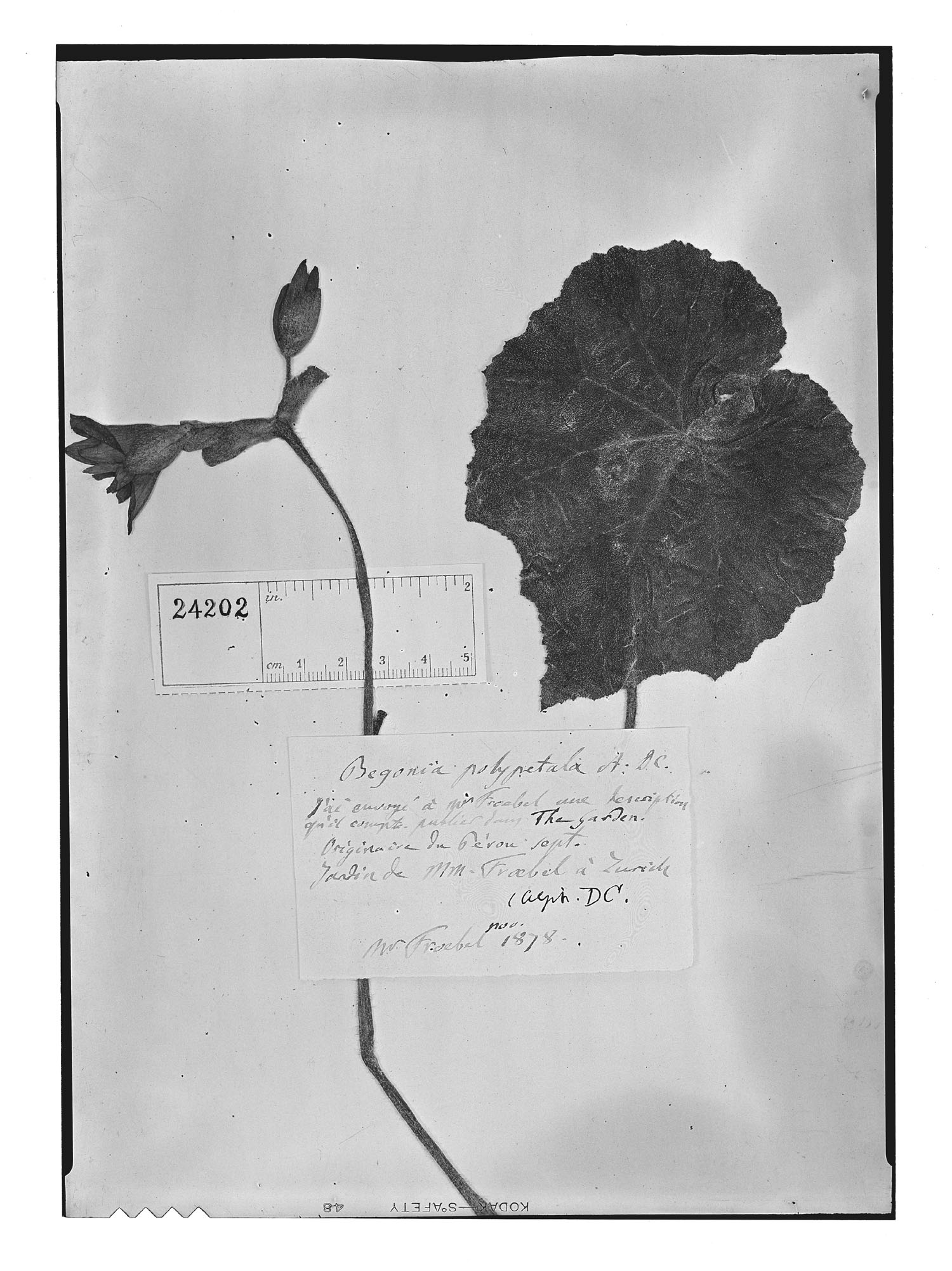 Begonia polypetala image