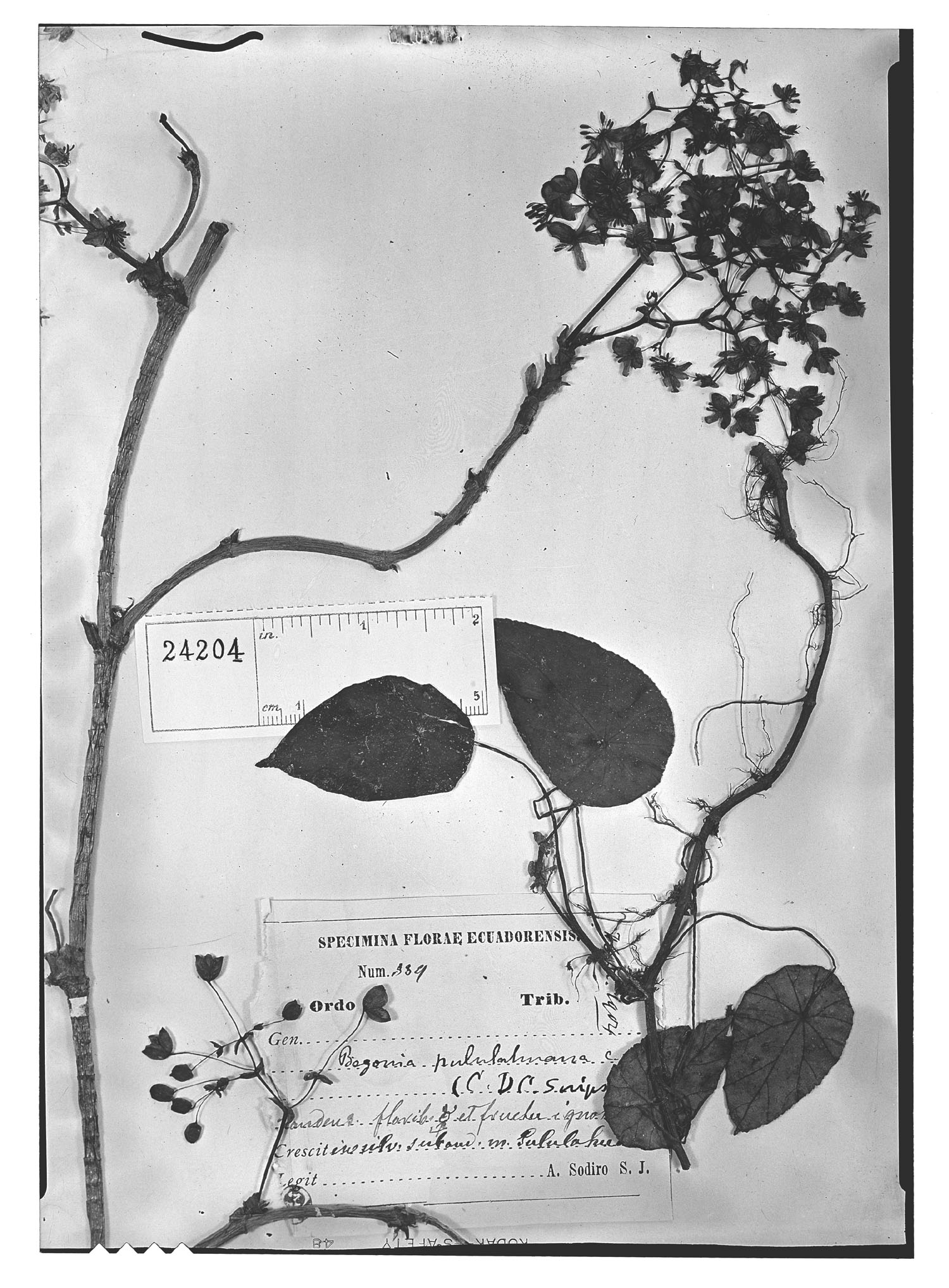 Begonia pululahuana image