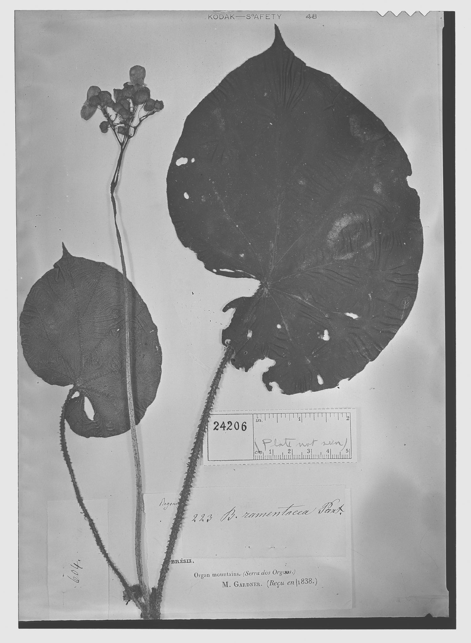 Begonia ramentacea image