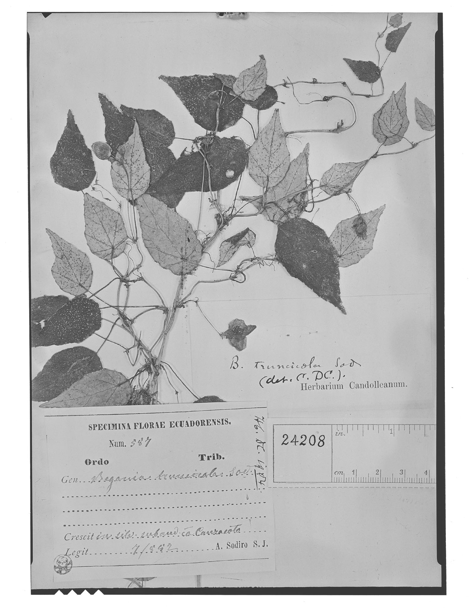 Begonia truncicola image