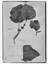 Begonia tiliifolia image