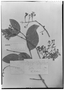 Heteropterys grandiflora image