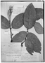 Adelphia hiraea image