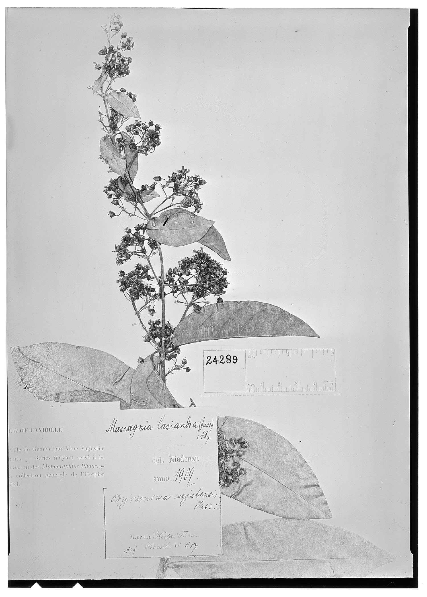 Mascagnia lasiandra image