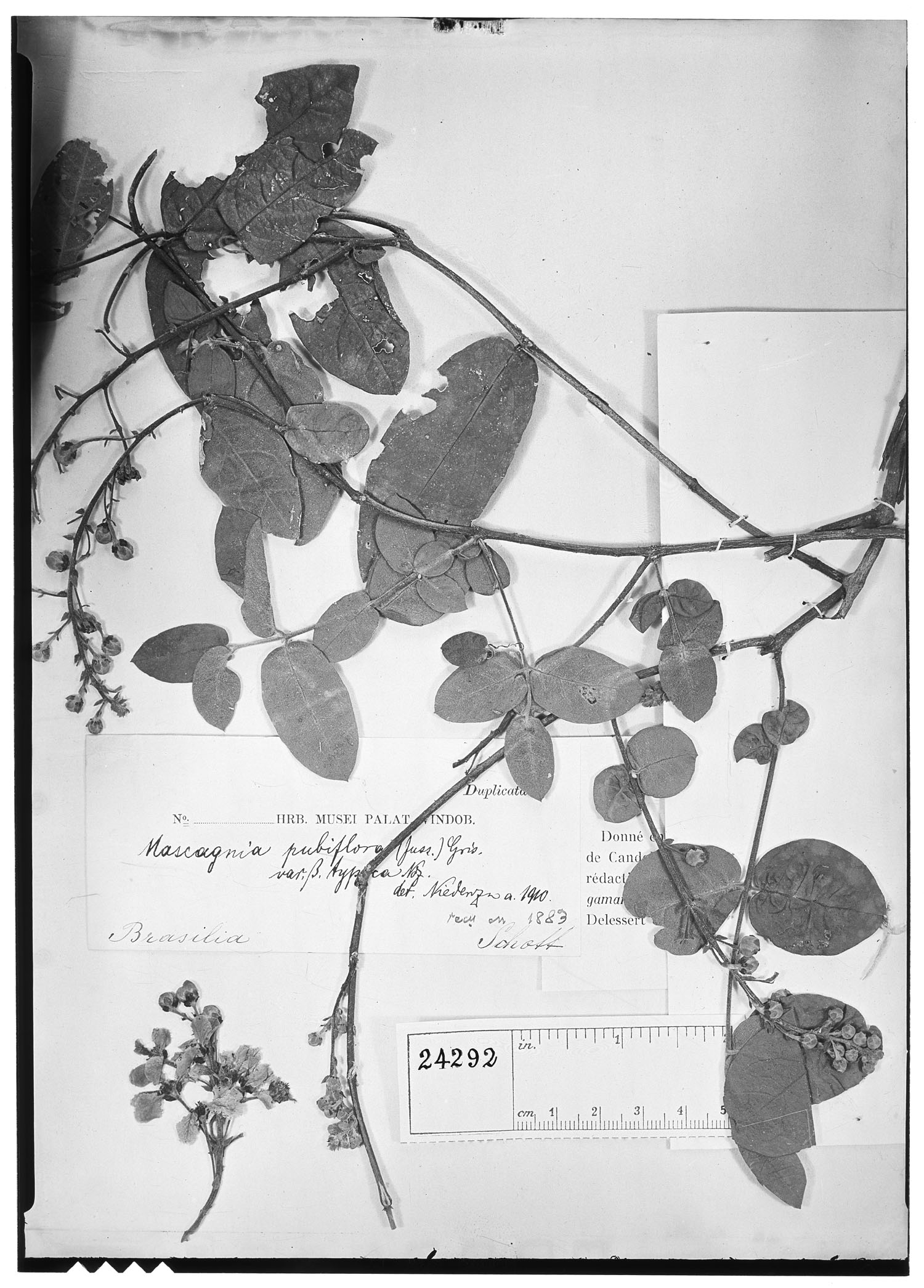 Mascagnia pubiflora image