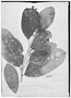 Stephanopodium blanchetianum image