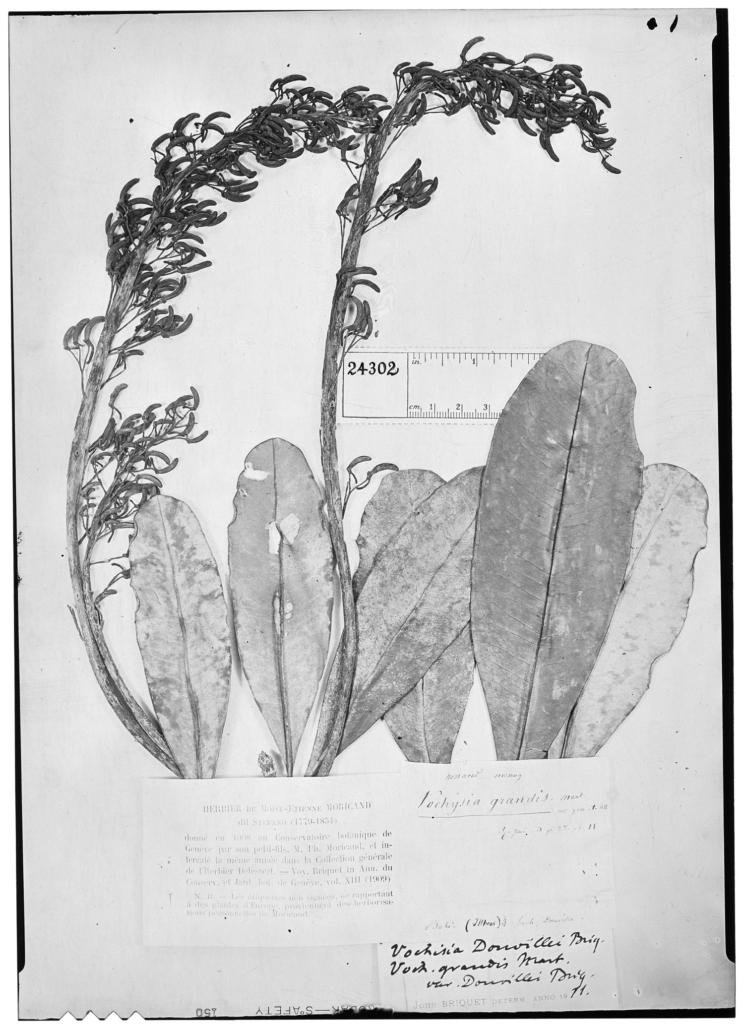 Vochysia grandis var. douvillei image