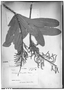 Vochysia oblongifolia image