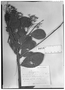 Monnina solandrifolia image