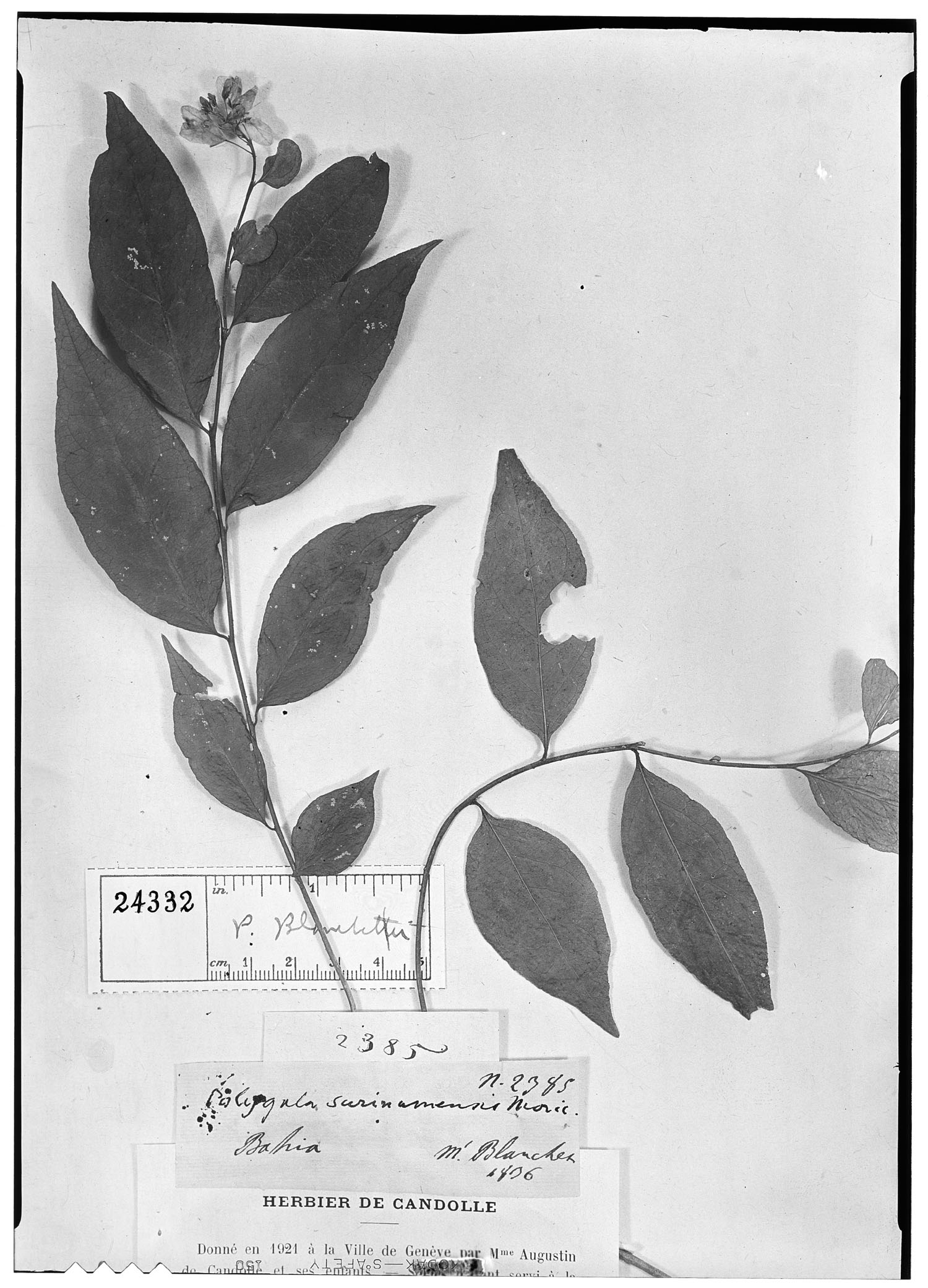 Gymnospora blanchetii image