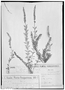 Polygala adenophylla var. parvifolia image