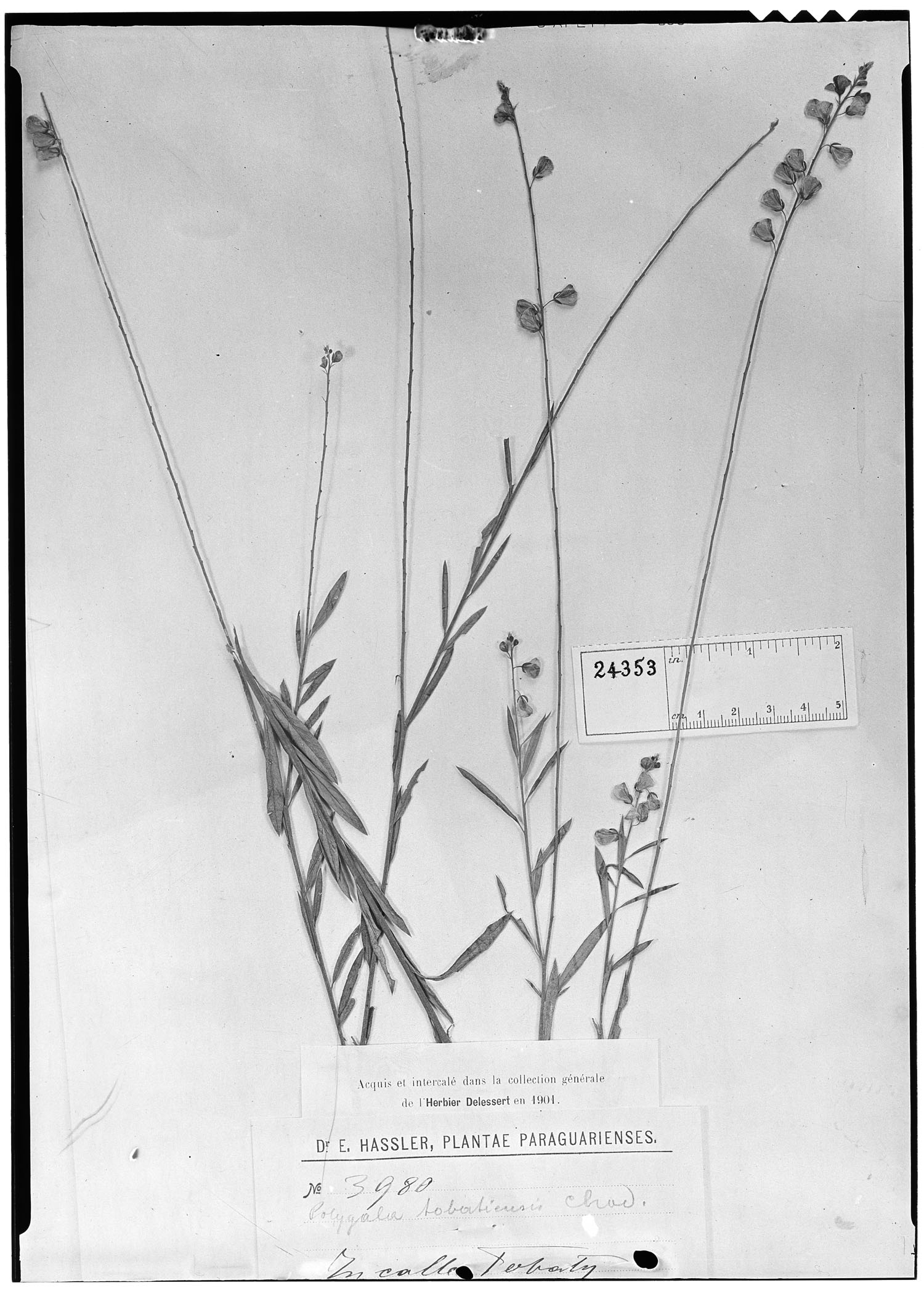 Asemeia tobatiensis image