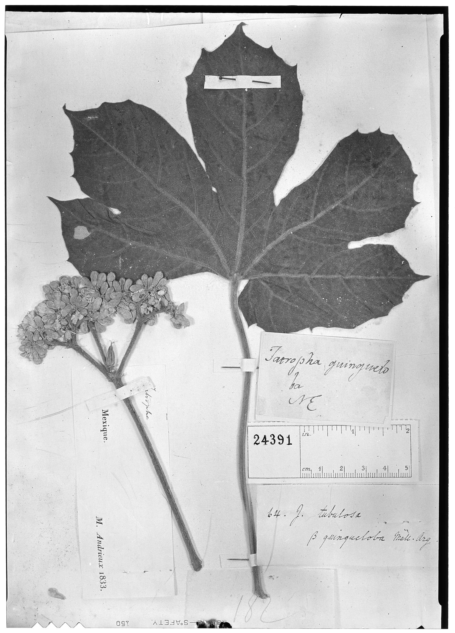 Cnidoscolus rostratus subsp. rostratus image