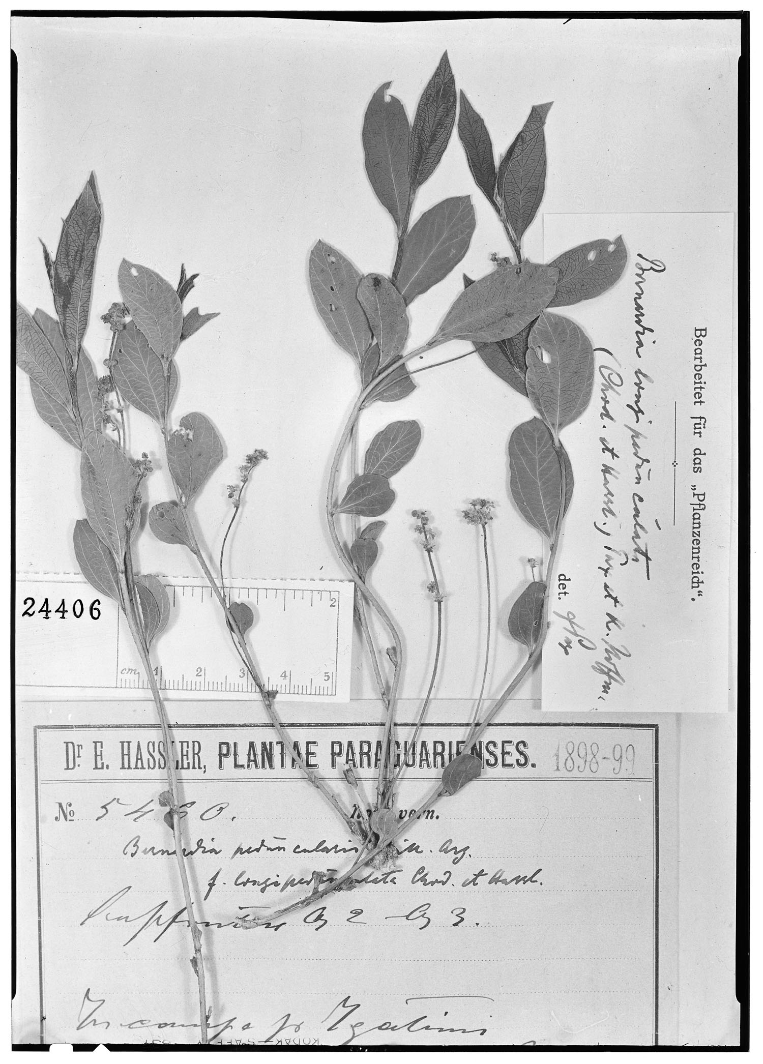 Bernardia longipedunculata image