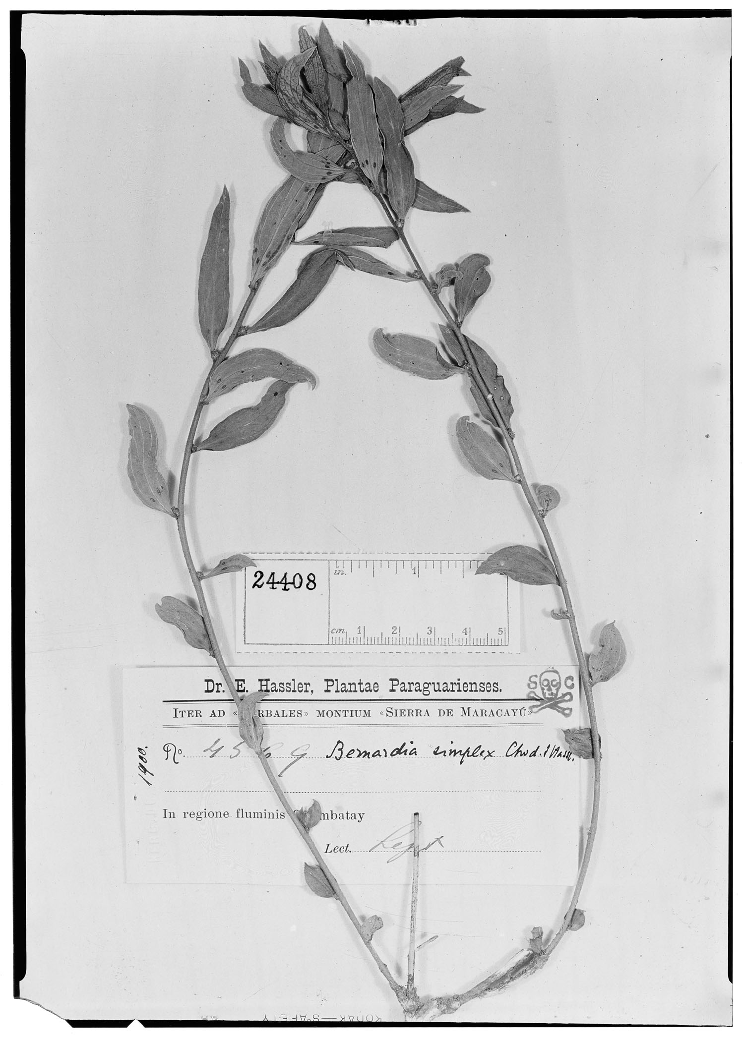 Bernardia simplex image