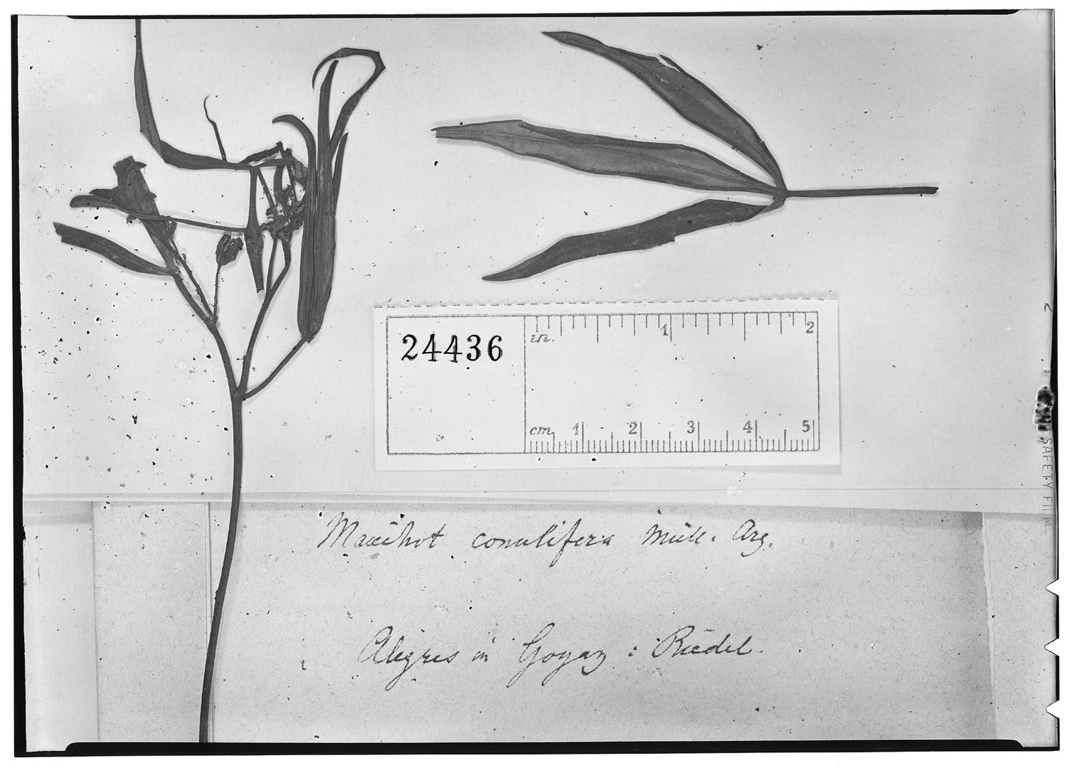 Manihot pentaphylla subsp. rigidula image