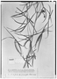 Manihot pentaphylla image