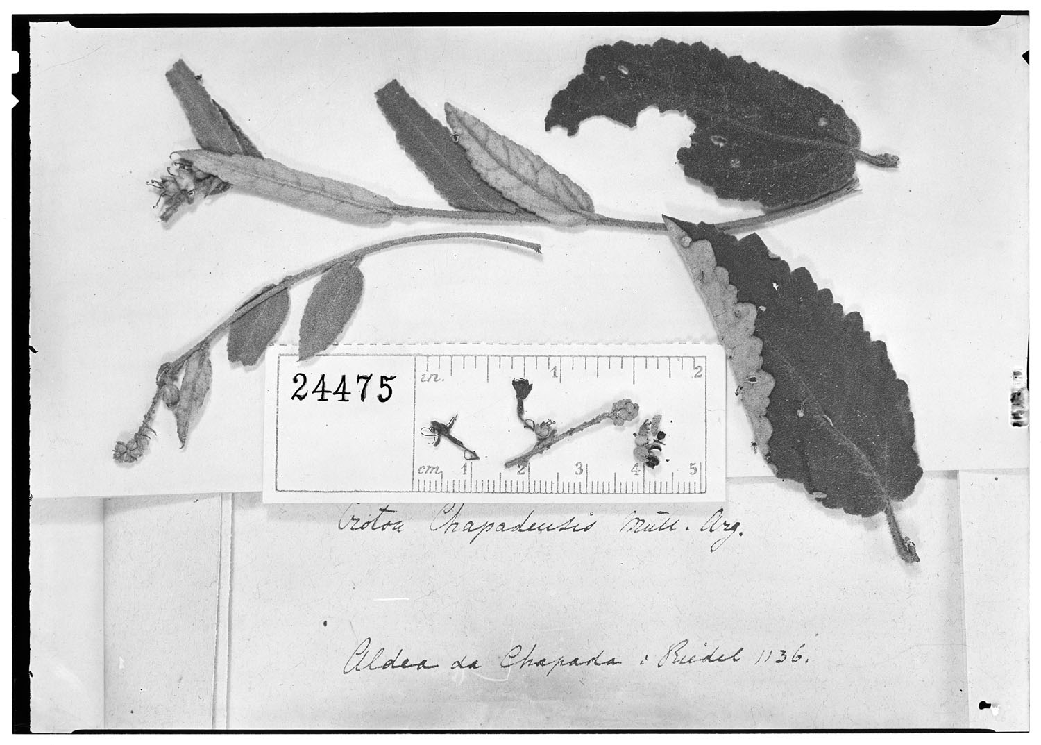 Croton spica image