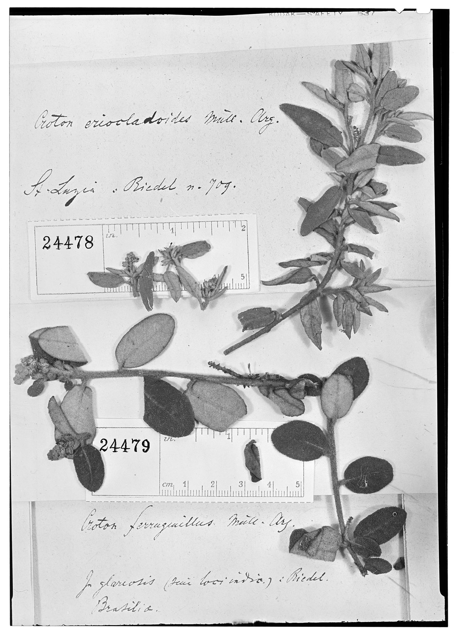 Croton ferruginellus image