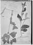 Croton glandulosus var. glandulosus image