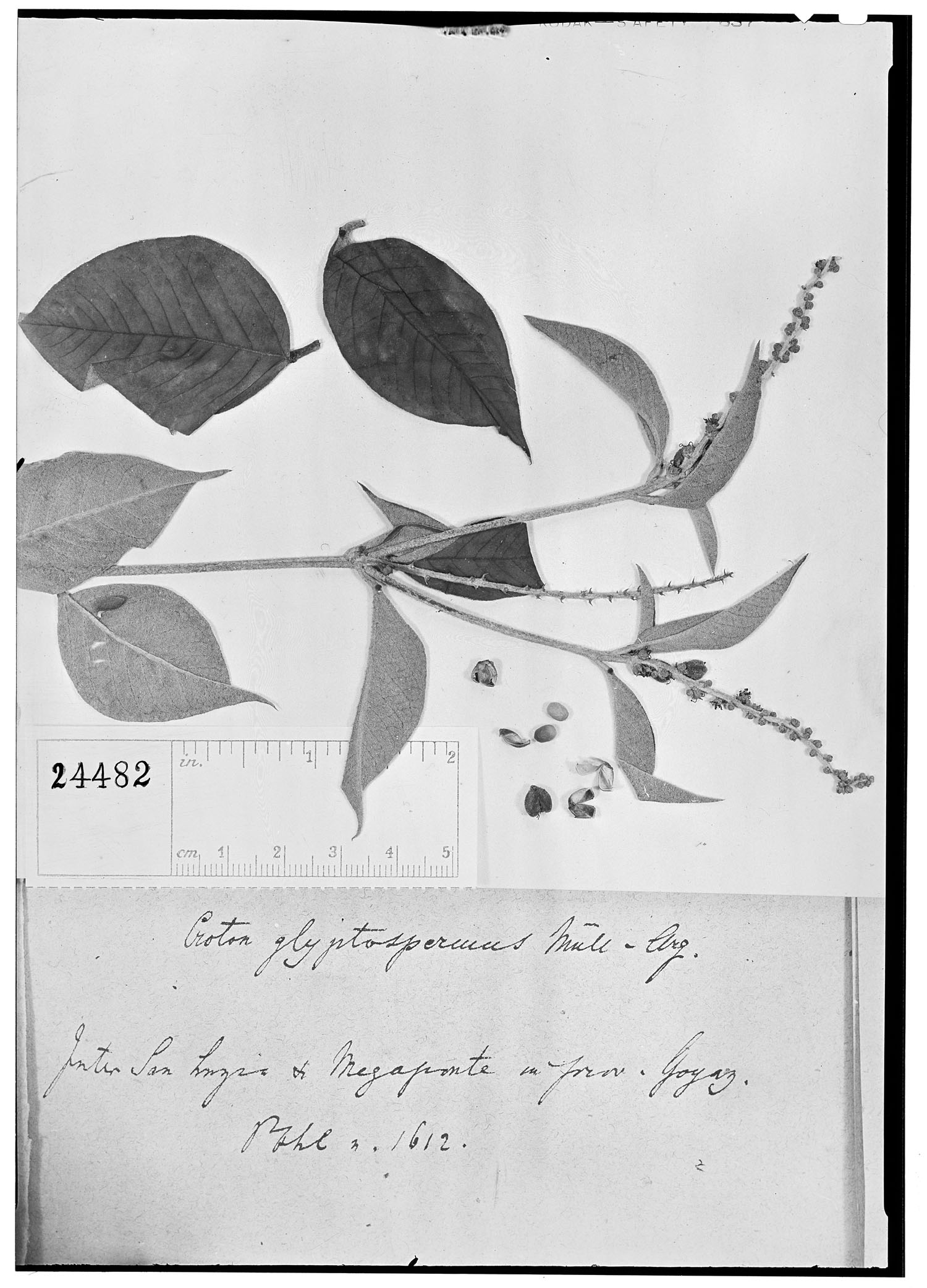 Croton glyptospermus image