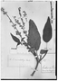 Croton macrobothrys image