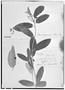 Croton grandivelum image
