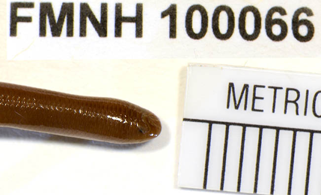 Typhlops lankaensis