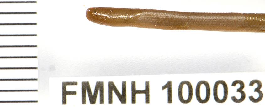 Typhlops veddae