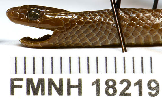 Rhynchocalamus arabicus