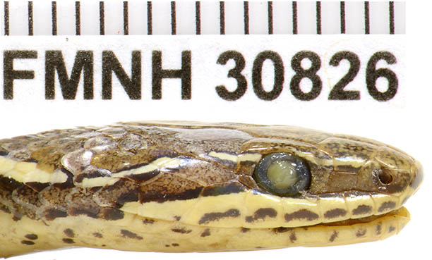 Rhadinaea montana thumbnail