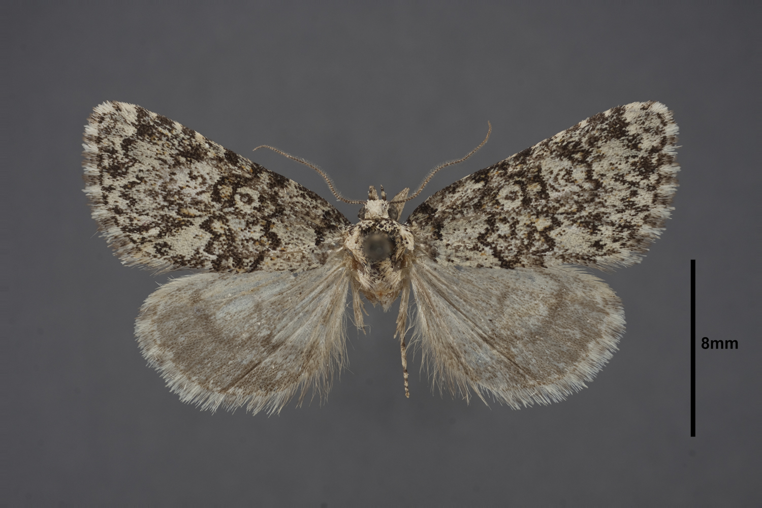 Cerma