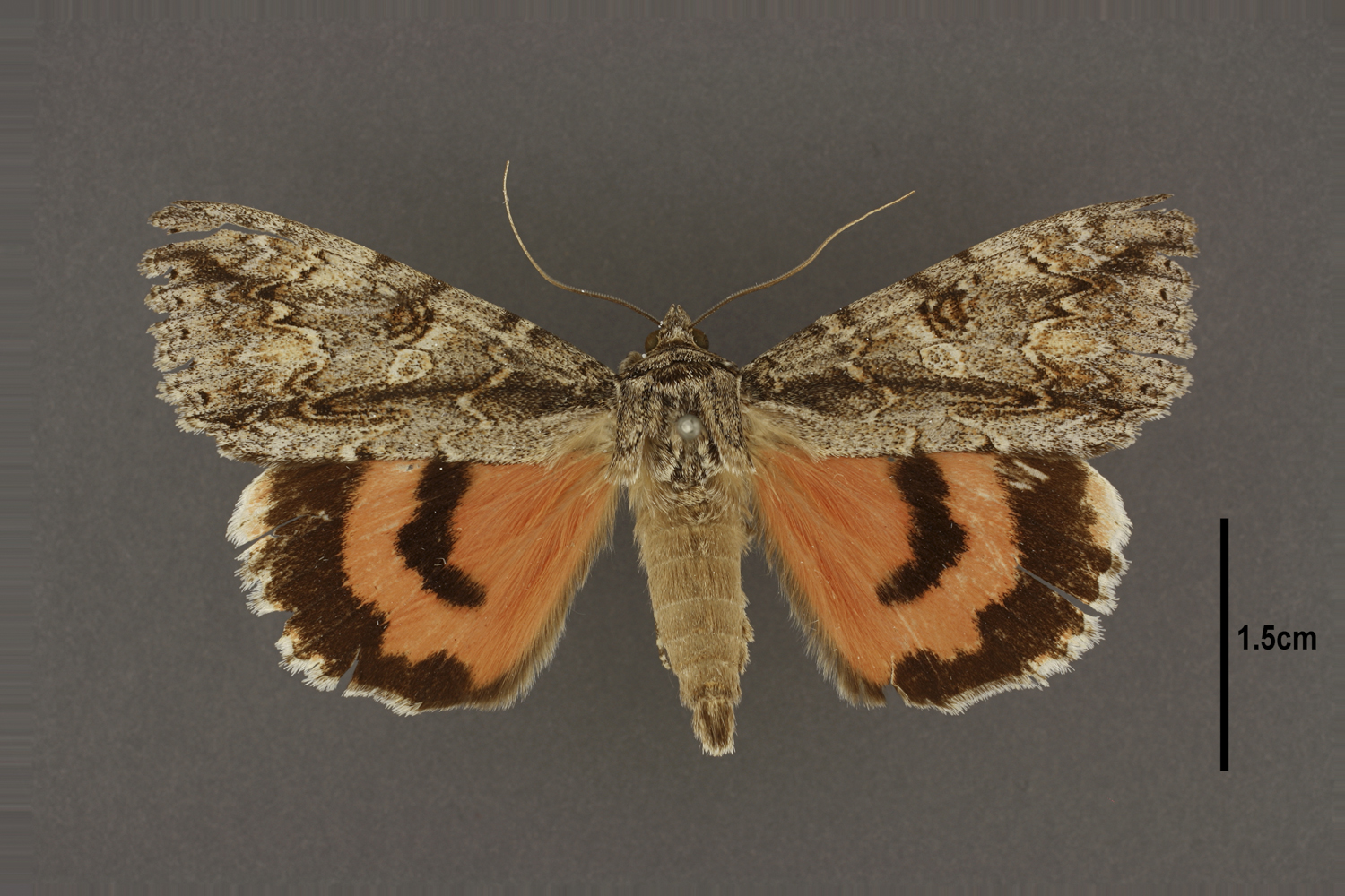 Catocala faustina