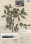 Dasyphyllum colombianum image