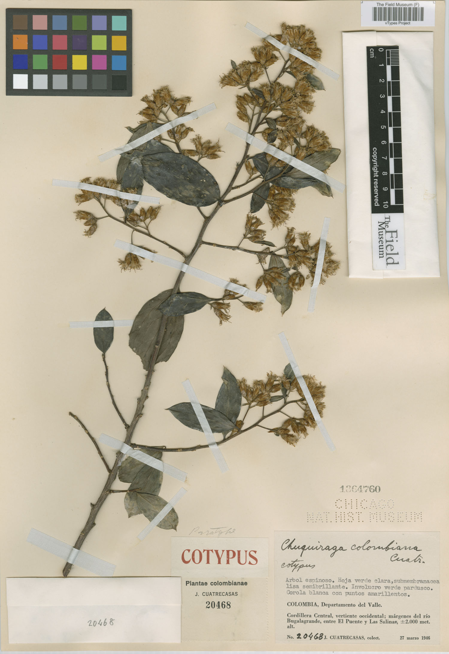 Dasyphyllum colombianum image