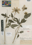 Dahlia imperialis image