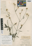 Isocarpha oppositifolia var. achyranthes image