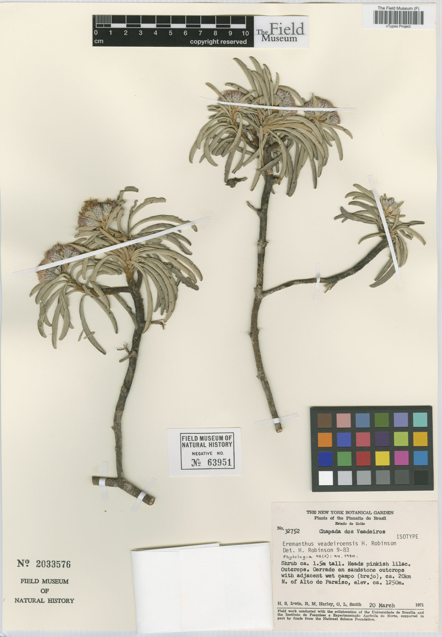 Eremanthus veadeiroensis image