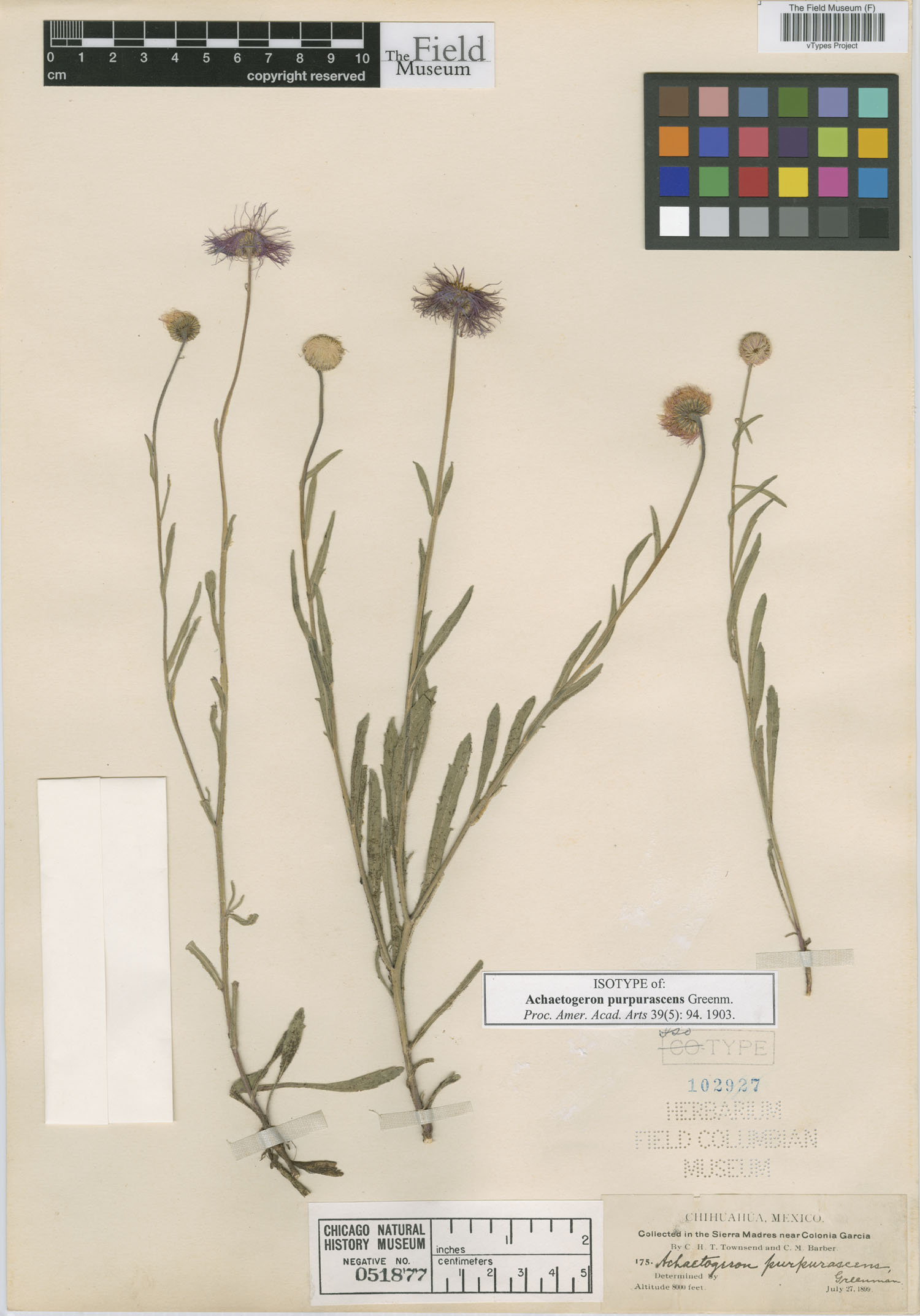 Erigeron wislizenii subsp. purpurascens image