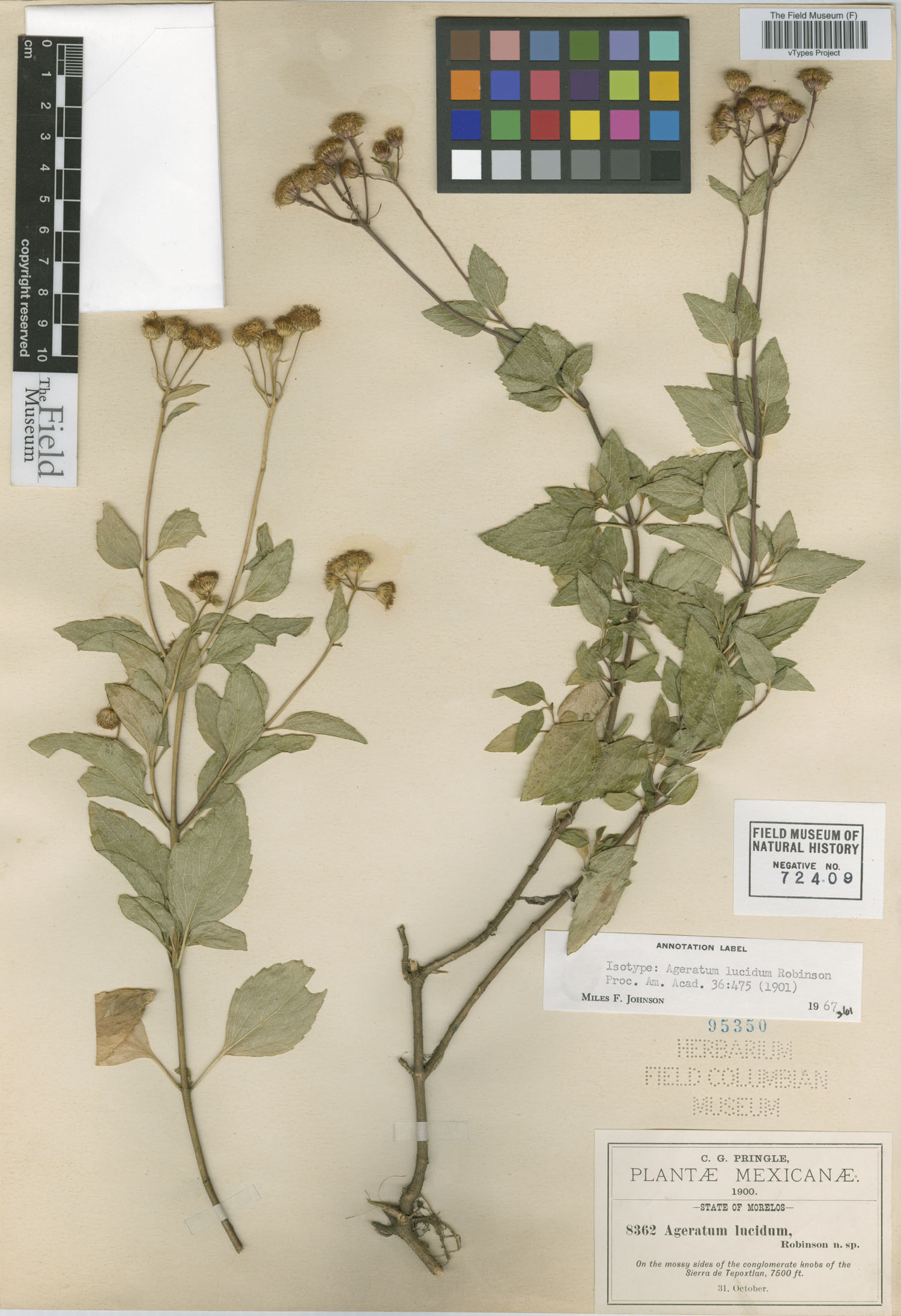 Ageratum lucidum image