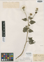Campuloclinium alternifolium image