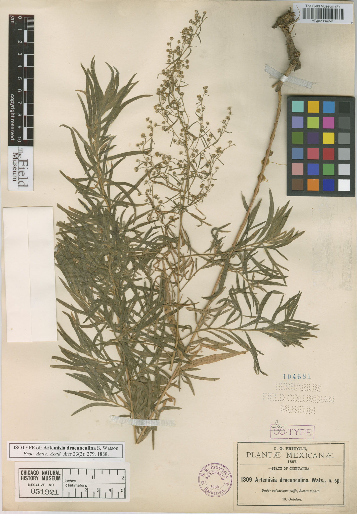 Artemisia dracunculina image