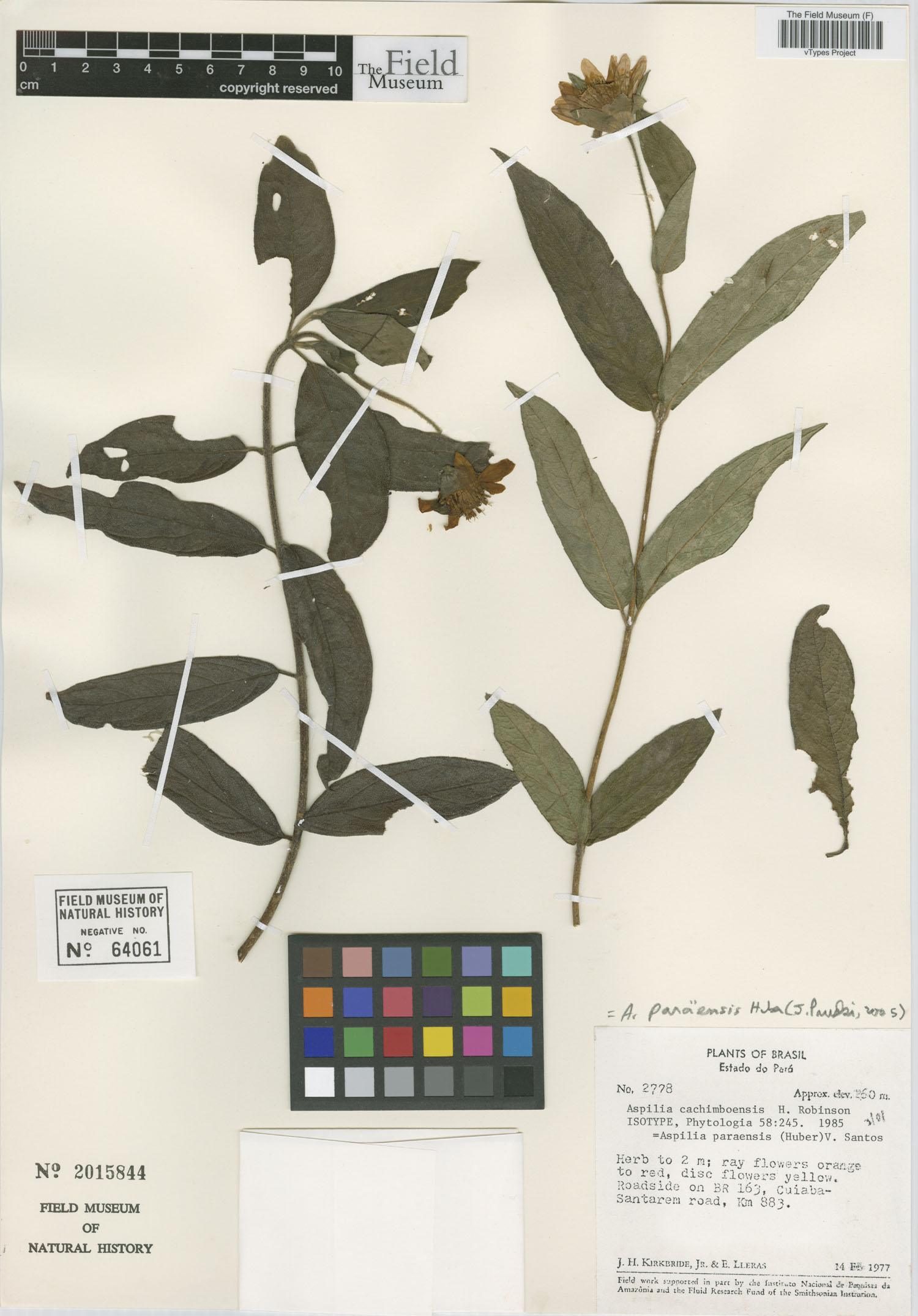 Wedelia cachimboensis image